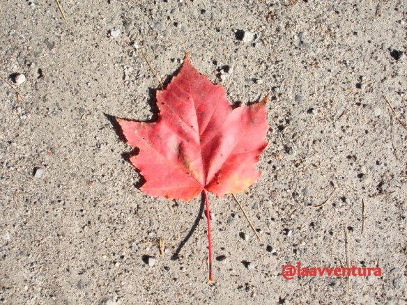 Canadian Maple Leaf
