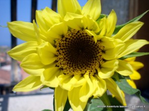 Girasole