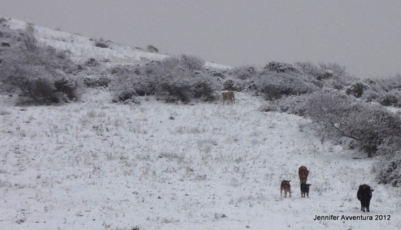 Moo-ing around in the snow