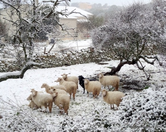 Snow Sheep Sardinia