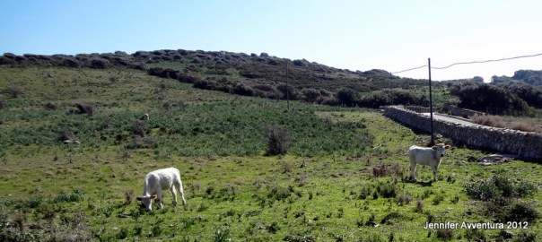 I have a thing with cows