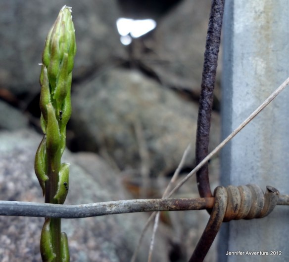 Sardinian Asparagus