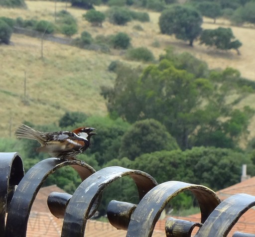 Ripples by Jennifer Avventura 2013