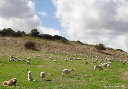 Inside Sardinia by Jennifer Avventura My Sardinian Life