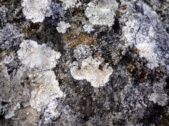 Petrified Forest of Carrucana Sardinia by Jennifer Avventura My Sardinian Life
