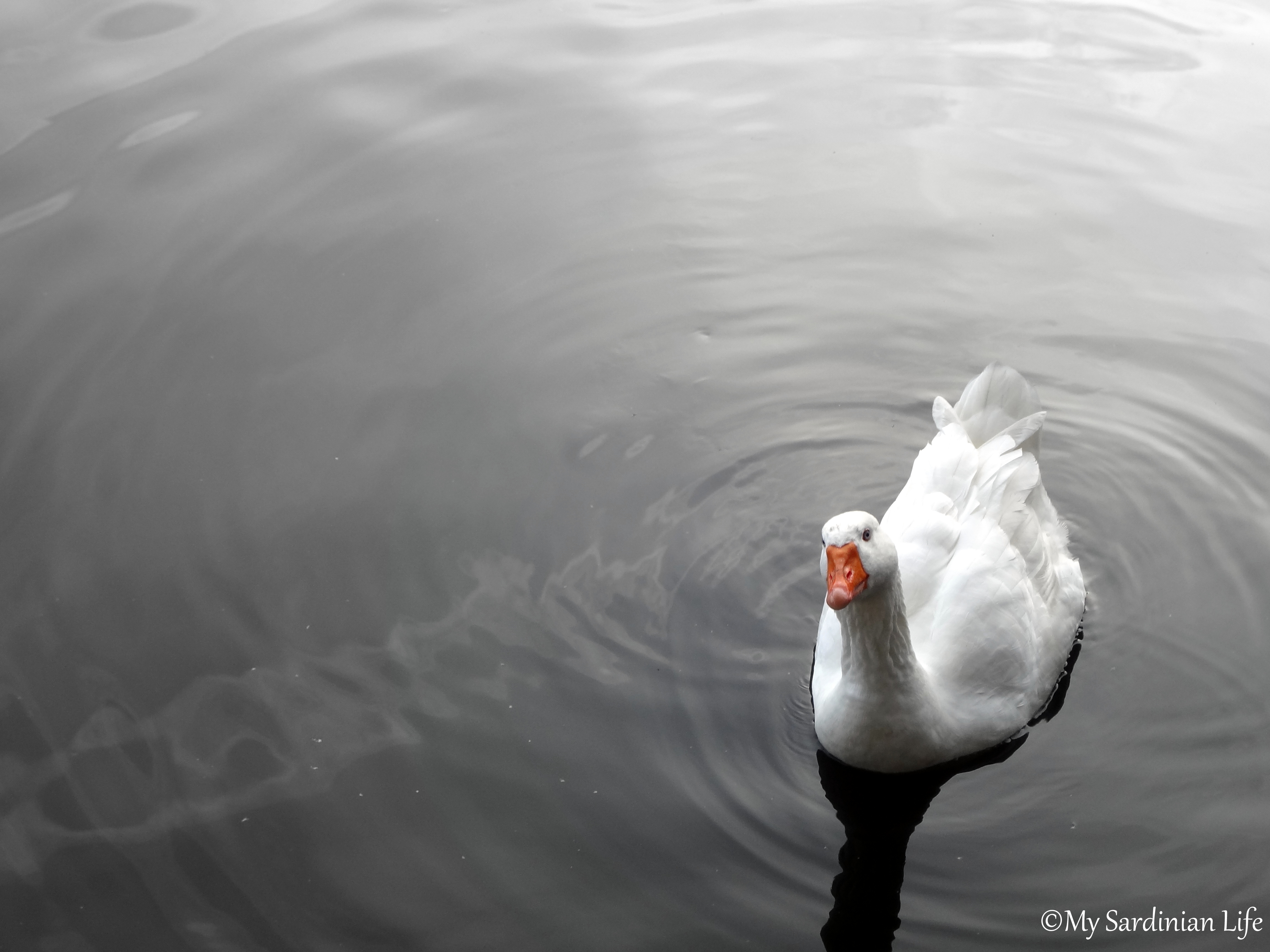 Jennifer Avventura My Sardinian Life