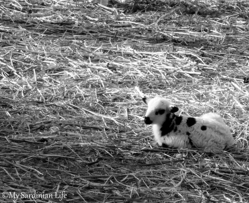 Abandoned by Jennifer Avventura My Sardinian Life 2014