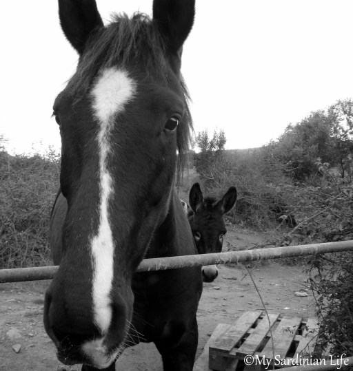 jennifer avventura Weekly Photo Challenge Perspective