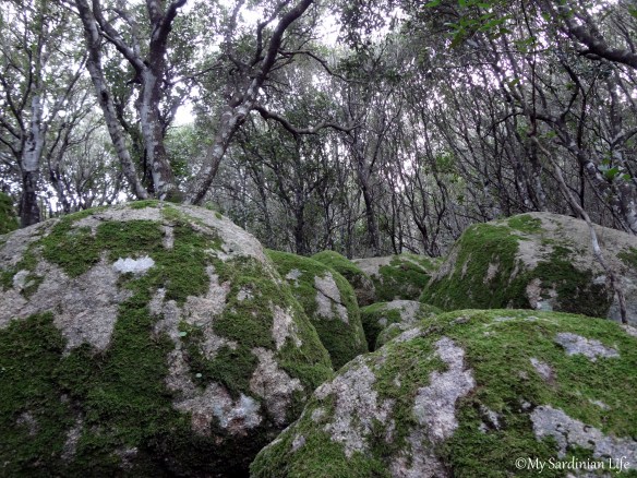 Jennifer Avventura 2014 My Sardinian Life