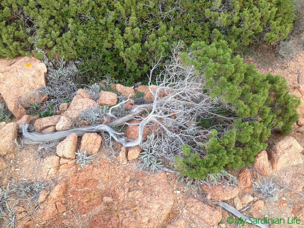 jennifer-avventura-my-sardinian-life-2016